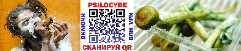 Псилоцибиновые грибы Cubensis Кировск